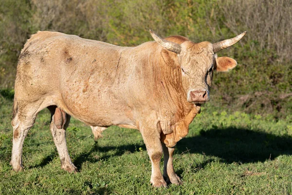 Ganado Pastando Pasto Mirando Cámara Día Soleado —  Fotos de Stock