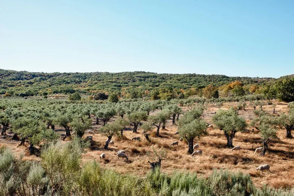 Rebanho Ovelhas Comendo Campo Com Olival Verão — Fotografia de Stock