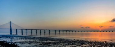 Aethusa cynapium veya hain maydanoz, zehirli ve zehirli bitki