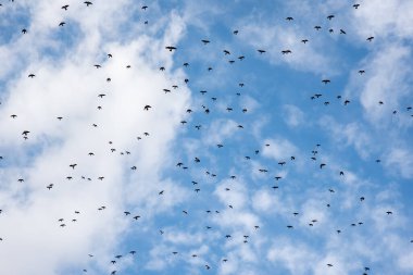 Yumuşak bir odak ile gökyüzünde uçan büyük kuş sürüsü
