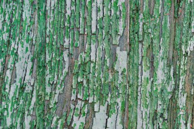 Arkaplan veya doku için eski yeşil ahşabı kapat