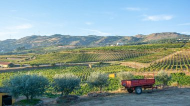 Şarap hasadı için üzüm bağları, Portekiz 'de üzüm bağları, şarap endüstrisi için ekilen topraklar.