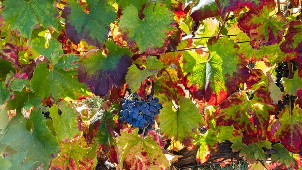 Hintergrund Eine Traube Roter Trauben — Stockfoto