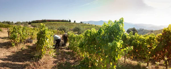 Agricoltori Alla Vendemmia Vendemmia — Foto Stock