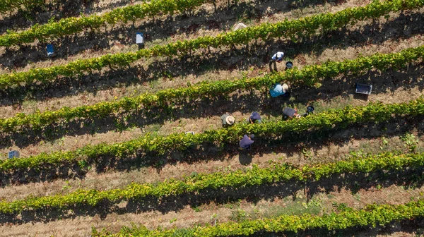 Agricultores Vendimia Recogiendo Las Uvas — Foto de Stock