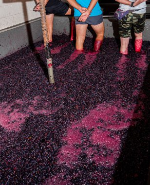 Şarap endüstrisi için hasat zamanı üzüm dolu fıçılar.