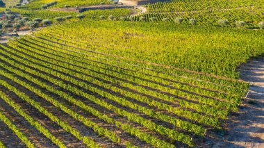 Şarap endüstrisi için hasat zamanı üzüm dolu fıçılar.