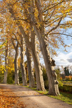 Yol kenarında ağaçlar ve asmalar olan sonbahar manzarası