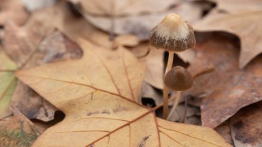 Sonbaharda ormanın nemli ormanındaki güzel küçük mantarların Macro 'su, yukarıdan görünüyor.
