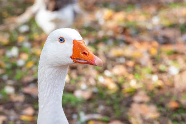 Retrato Ganso Blanco Doméstico Anser Cygnoides Domesticus Una Granja —  Fotos de Stock