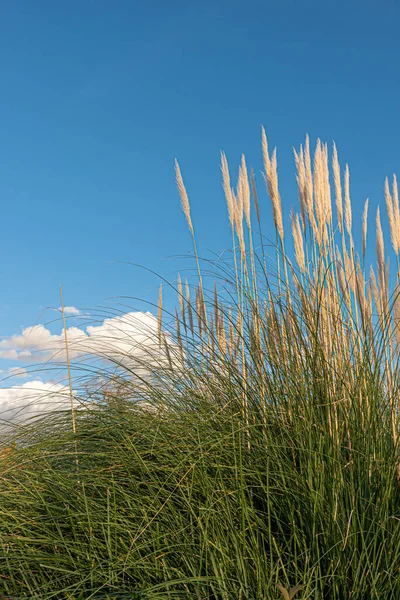 Beyaz Tüylü Bitki Cortaderia Selloana Veya Pampas Otları — Stok fotoğraf