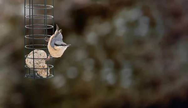 Avrasya Tımarhanesi Europaea Kuşu Sitta Bulanık Arka Planlı Besleyicinin Üstünde — Stok fotoğraf