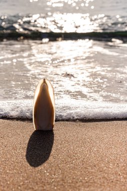 Gün batımında deniz kıyısında kumlara sıkışmış mürekkep balığı iskeleti. Yaklaş.