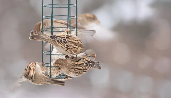 Oiseaux Mangeoire Plumes Avec Des Plumes Texturées Contrastées Fond Flou — Photo