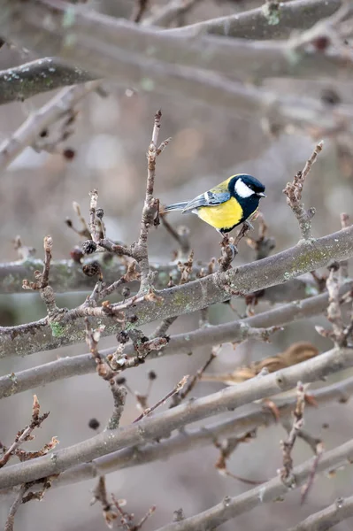 Büyük Titmouse Bir Dalda — Stok fotoğraf