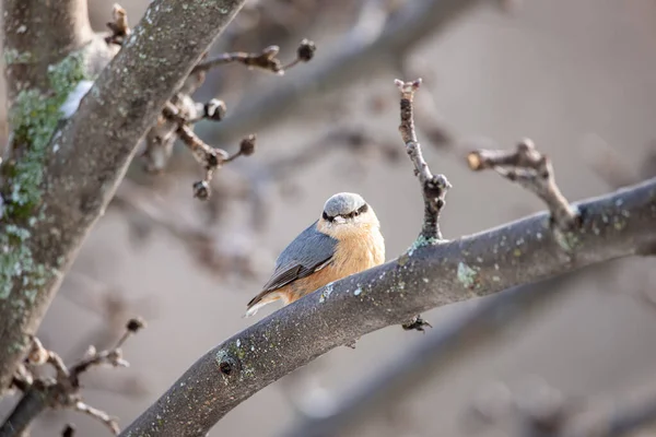 Eurasiska Nuthatch Europaea Fågel Sitta Ovanpå Matare Med Suddig Bakgrund — Stockfoto