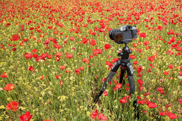 Photo machine with tripod in a field of poppies
