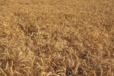 Harwesting için altın buğday tarlası