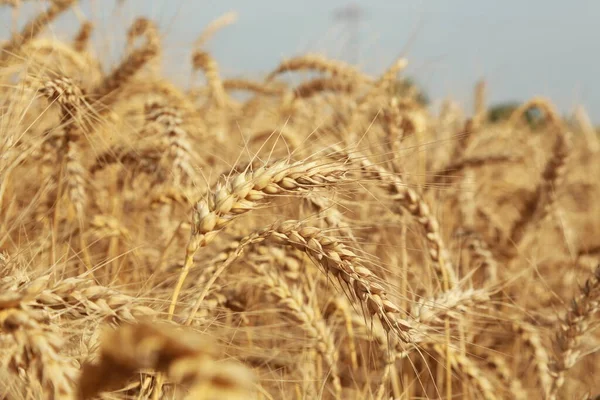 Золоте Пшеничне Поле Завоювання — стокове фото