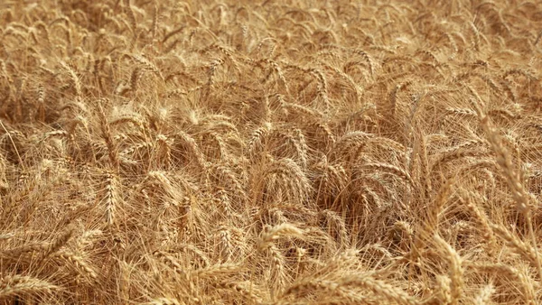 黄金の麦畑を耕し — ストック写真