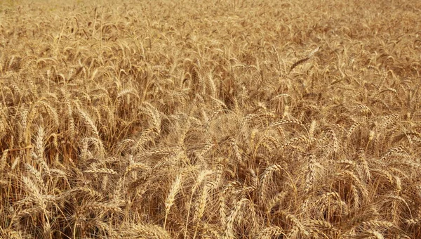 Campo Trigo Dorado Para Harwesting —  Fotos de Stock