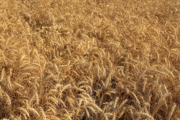 黄金の麦畑を耕し — ストック写真