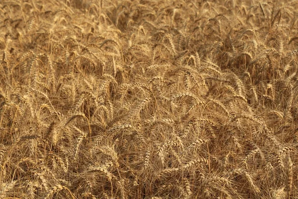 Золотое Пшеничное Поле Харвестинга — стоковое фото