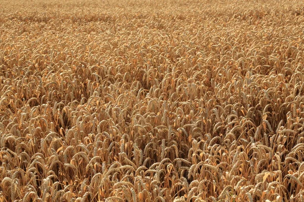 Золоте Пшеничне Поле Завоювання — стокове фото