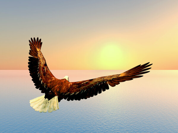 Sea Eagle