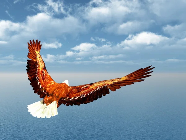 Aquila di mare — Foto Stock