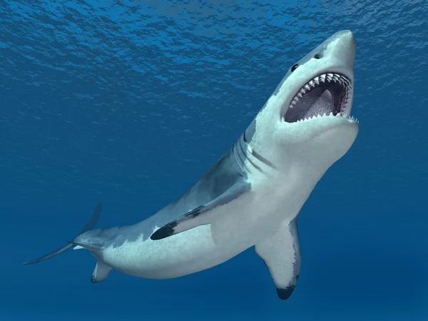 Great White Shark Royalty Free Stock Photos