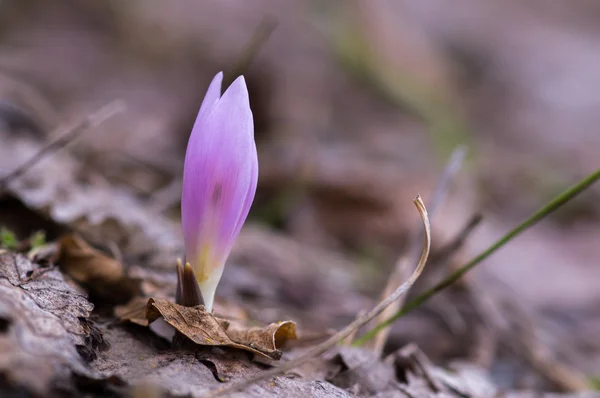 Küçük kardelen çiçek makro — Stok fotoğraf