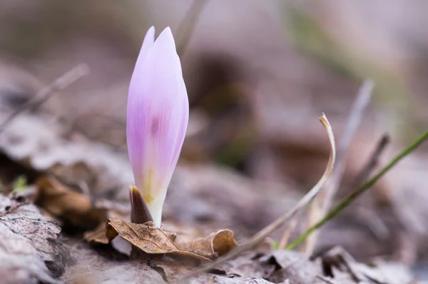 Schneeglöckchen Blume Makro — Stockfoto