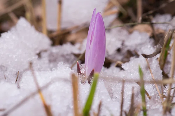 Pequeña flor de nieve macro —  Fotos de Stock