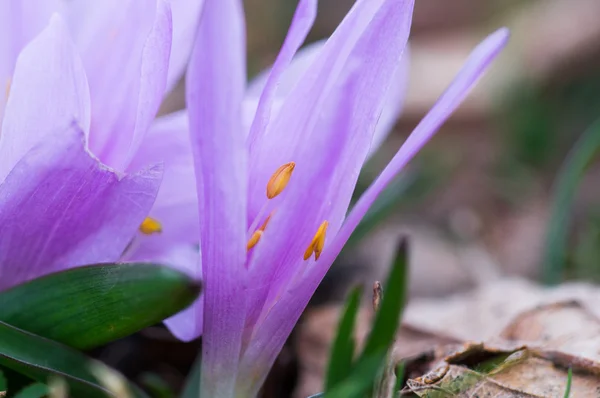 Pequeña flor de nieve macro —  Fotos de Stock