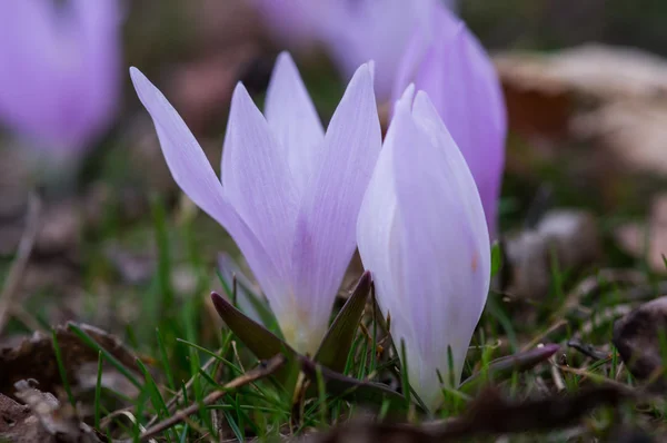 Pequeña flor de nieve macro —  Fotos de Stock