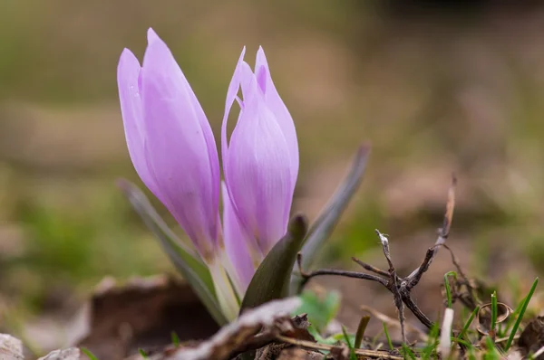 Pequeña flor de nieve macro —  Fotos de Stock