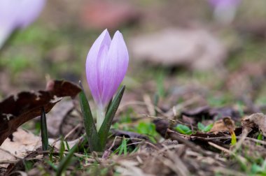 küçük kardelen çiçek makro