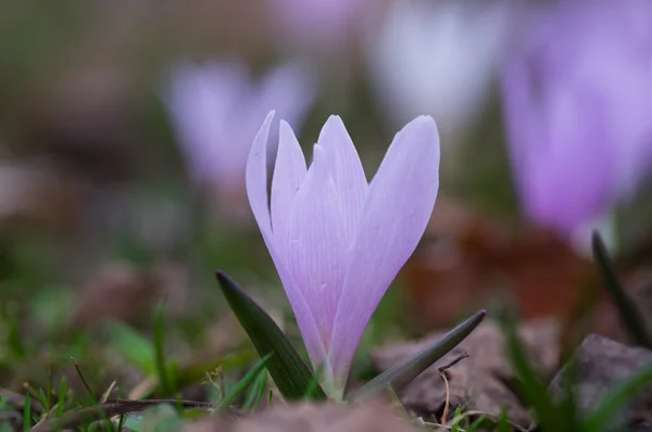 Pequena flor de neve macro — Fotografia de Stock