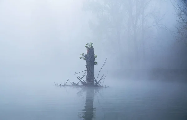 Chicots Rondins Reste Dans Eau Milieu Rivière Milieu Brouillard Épais — Photo