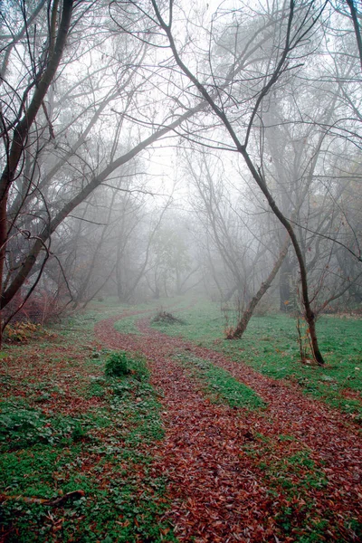 秋天雾蒙蒙的森林里 土路上覆盖着橘红色的树叶 — 图库照片