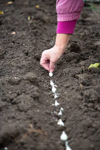 Mão Mulher Está Plantando Cebolas Chão — Fotografia de Stock