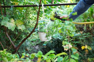 Kadının eli hortumla saksıda bitkileri suluyor. 