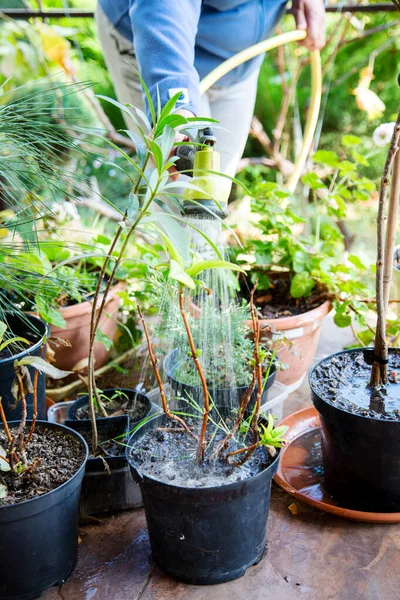 Mano Mujer Regando Las Plantas Macetas Una Manguera Imagen De Stock