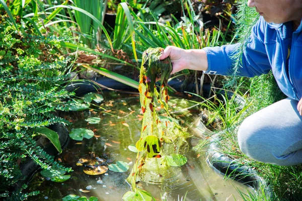 Mujer Está Limpiando Estanque Jardín Algas Verdes Fotos De Stock Sin Royalties Gratis
