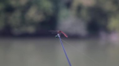Yusufçuk olta iğnesinin ucunda oturuyor. Yakından bak.