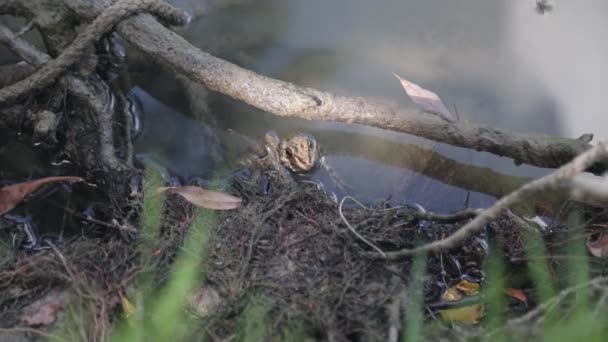 Βάτραχος Κάθεται Στο Νερό Του Ποταμού Κοντά Μια Όχθη — Αρχείο Βίντεο