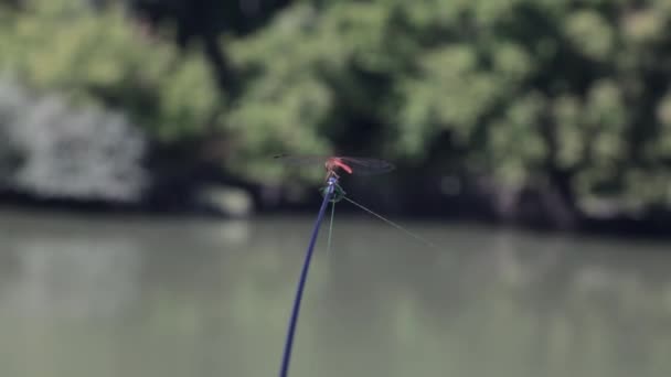 Libélula Está Sentado Ponta Balancim Haste Pesca — Vídeo de Stock