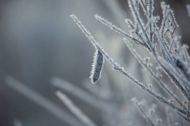Yumuşak arkaplanı olan narin kış dalında buzla kaplı tohum kabuğu