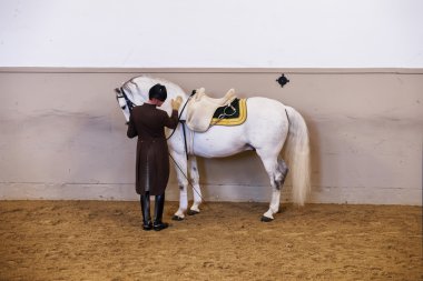 Safkan atlar, Viyana, İspanyol Binicilik Okulu eğitimi